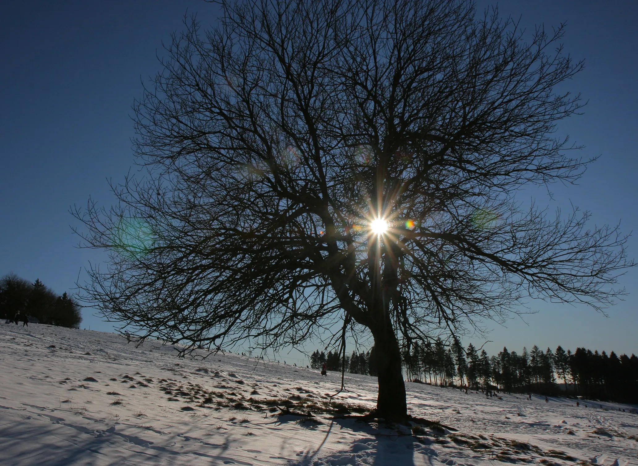 Fotografie eines kahlen Baums auf schneebedecktem Feld mit Sonnenlicht, das durch Äste scheint. Klare blaue Himmel und Schattenwurf betonen winterliche Stimmung und natürliche Landschaft.