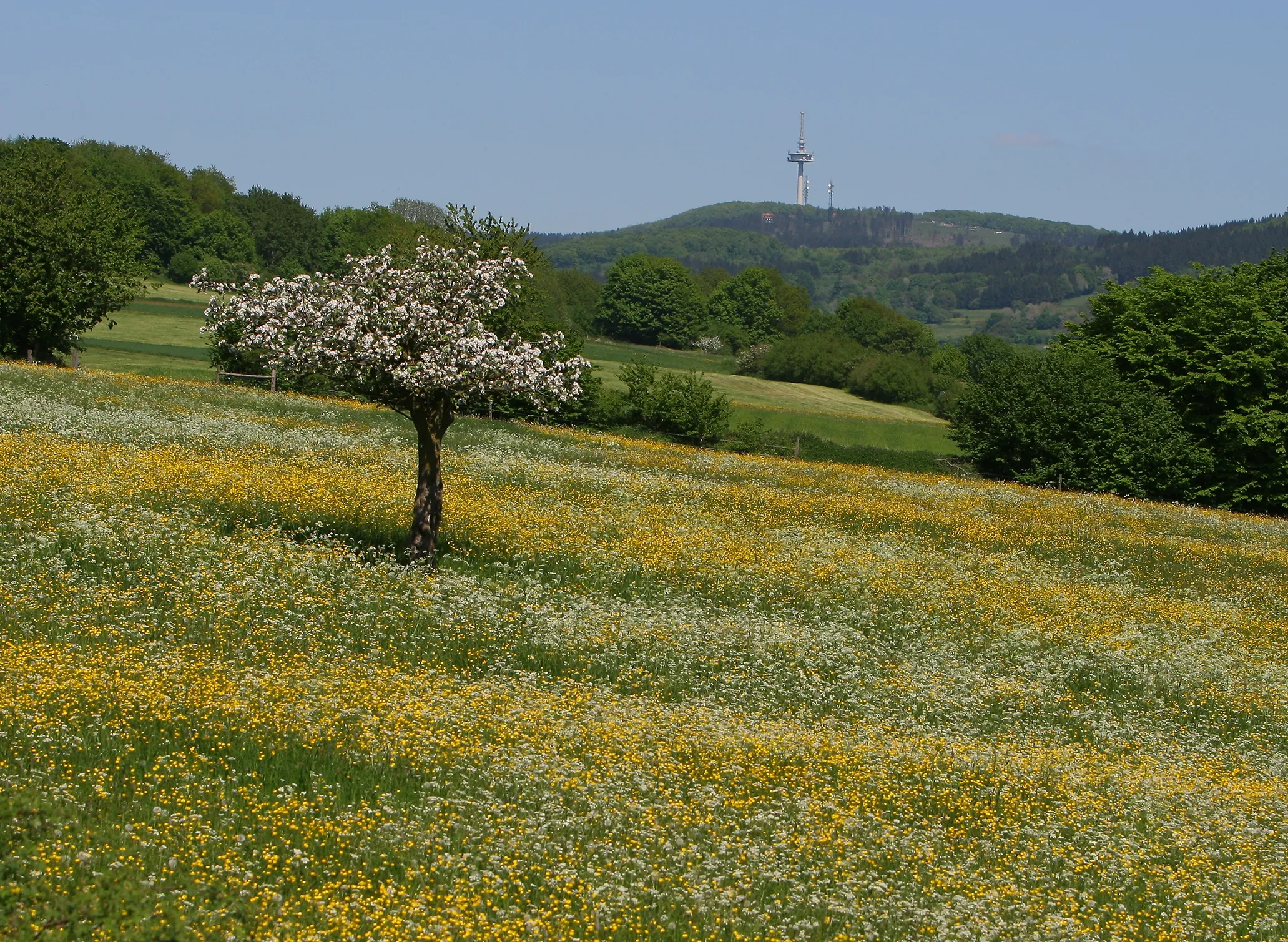 Fotografie einer blühenden Wiese mit gelben und weißen Blumen, auf der ein einzelner blühender Baum steht. Im Hintergrund sind grüne Hügel und ein Fernsehturm unter klarem blauem Himmel zu sehen.