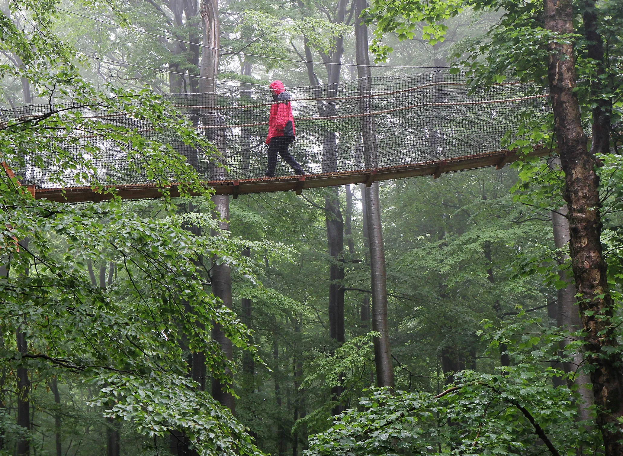Fotografie zeigt Person in rotem Mantel, die auf einer hängenden Seilbrücke durch dichten, grünen Wald geht. Szene vermittelt Abenteuer und Naturerlebnis mit Fokus auf Höhe der Brücke und umgebender Baumkronen.