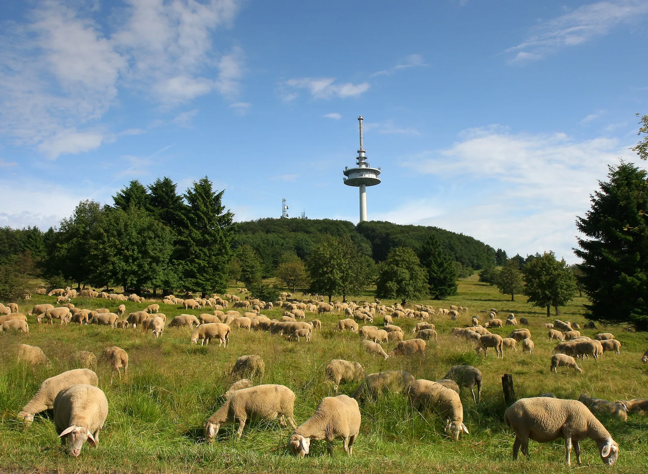 Fotografie einer Schafherde, die auf einer grünen Wiese mit Bäumen und einem Fernsehturm im Hintergrund grast. Szene zeigt ländliche Idylle mit blauem Himmel und verstreuten Wolken, wobei Schafe im Vordergrund dominieren.