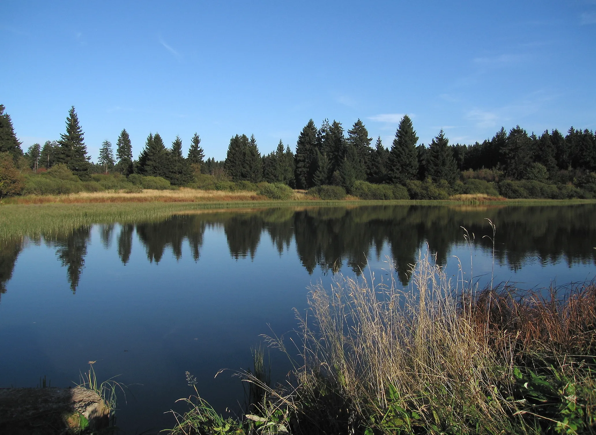 Fotografie eines ruhigen Sees mit klarer Spiegelung von Nadelbäumen und blauem Himmel. Im Vordergrund sind hohe Gräser und Pflanzen am Ufer sichtbar, die natürliche Landschaft betonen.