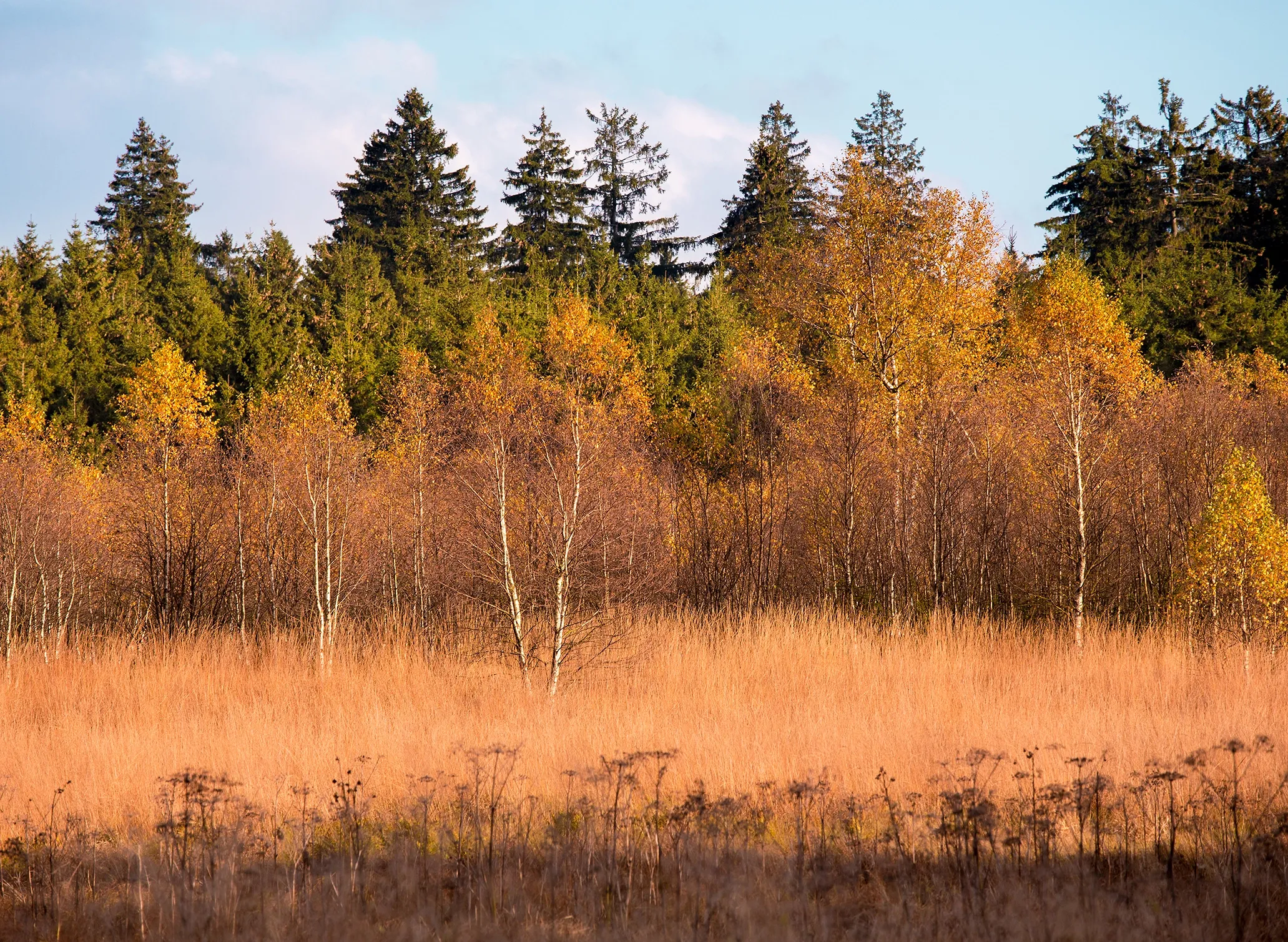 Fotografie einer herbstlichen Landschaft mit gelb und orange gefärbtem Laub auf Bäumen und braunem Gras im Vordergrund. Im Hintergrund stehen hohe, dunkelgrüne Nadelbäume unter blauem Himmel mit vereinzelten Wolken.